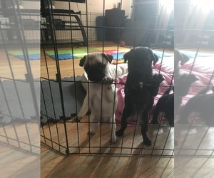 Pug Dog Breeder in SKOKIE,  USA