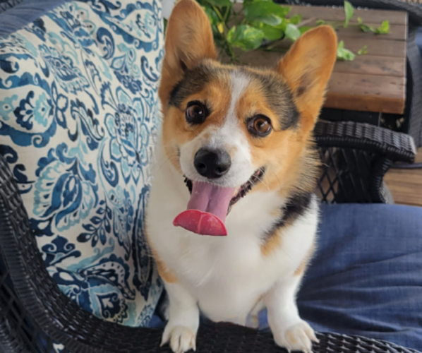 Medium Photo #8  Breeder Profile in AMERICUS, KS, USA