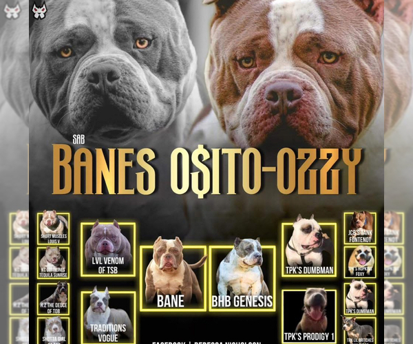 Medium Photo #10  Breeder Profile in ABILENE, TX, USA