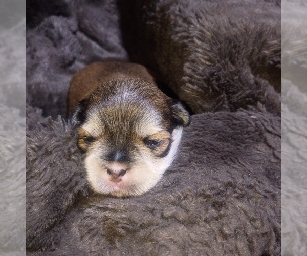 Medium Photo #3  Breeder Profile in STOCKTON, CA, USA