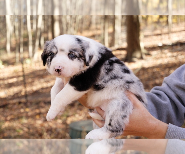 Medium Photo #5  Breeder Profile in DELTA, PA, USA