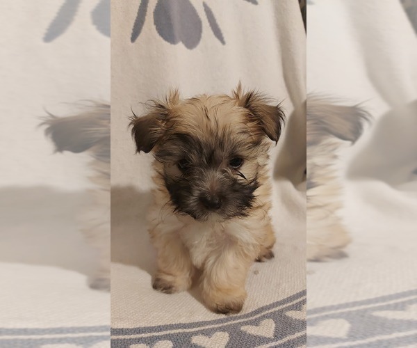 Medium Photo #9  Breeder Profile in WINCHESTER, VA, USA