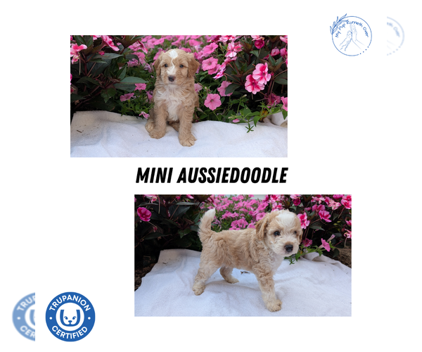Medium Photo #8  Breeder Profile in GOSHEN, IN, USA