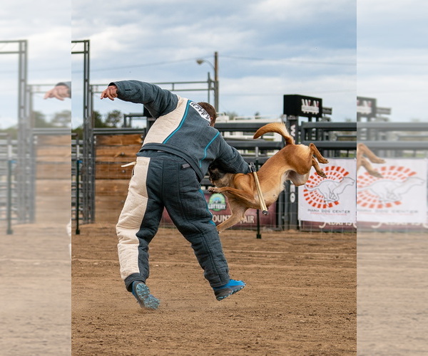 Medium Photo #1  Breeder Profile in FLORISSANT, CO, USA