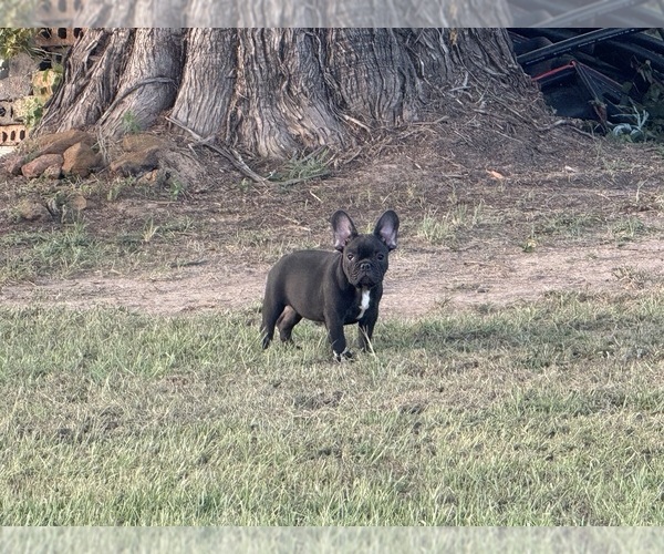 Medium Photo #27  Breeder Profile in LONGVIEW, TX, USA