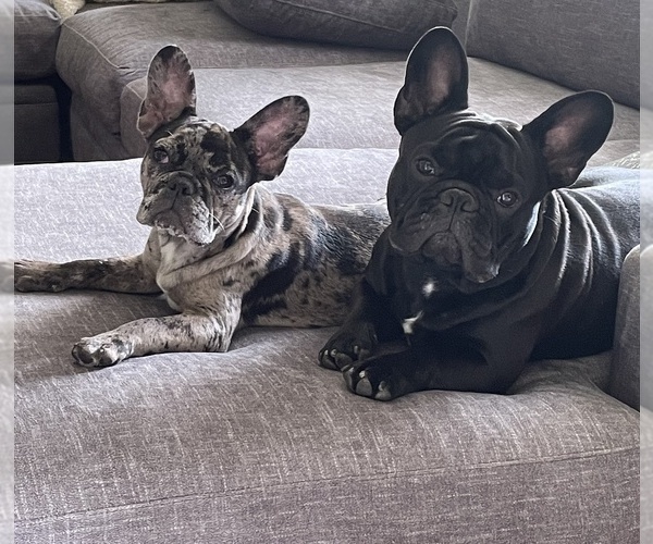 Medium Photo #1  Breeder Profile in NEWTON, NJ, USA