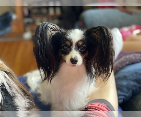 Medium Photo #1  Breeder Profile in MINNEAPOLIS, MN, USA