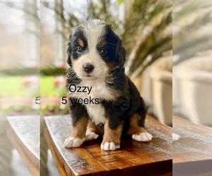 Bernese Mountain Dog Dog Breeder near MANSFIELD, OH, USA