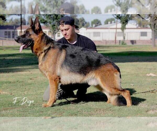 Medium Photo #1  Breeder Profile in CITY INDUSTRY, CA, USA