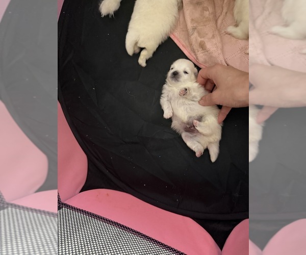 Medium Photo #6  Breeder Profile in HOLLYWOOD, FL, USA
