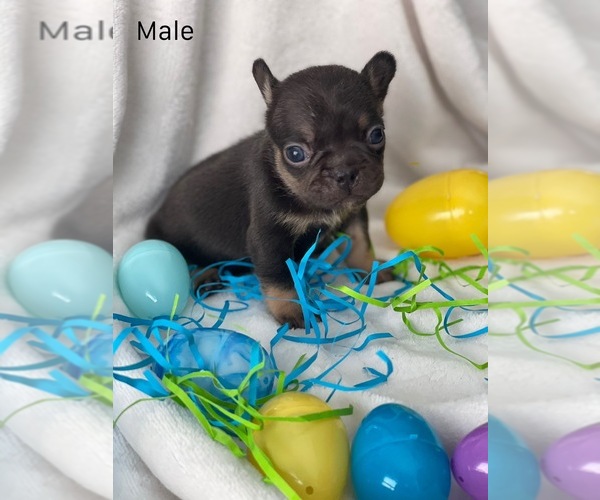 Medium Photo #4  Breeder Profile in CASA GRANDE, AZ, USA