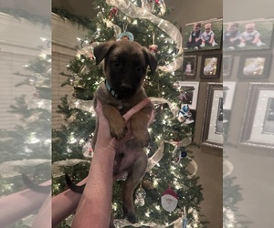 Belgian Malinois Dog Breeder near ATHENS, AL, USA