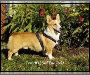 Pembroke Welsh Corgi Dog Breeder near MANSFIELD, MO, USA