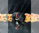 Small #13 Breeder Profile image