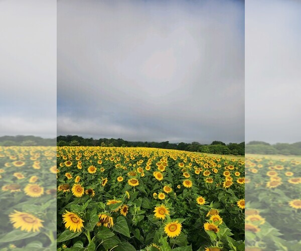 Medium Photo #1  Breeder Profile in FORT SCOTT, KS, USA