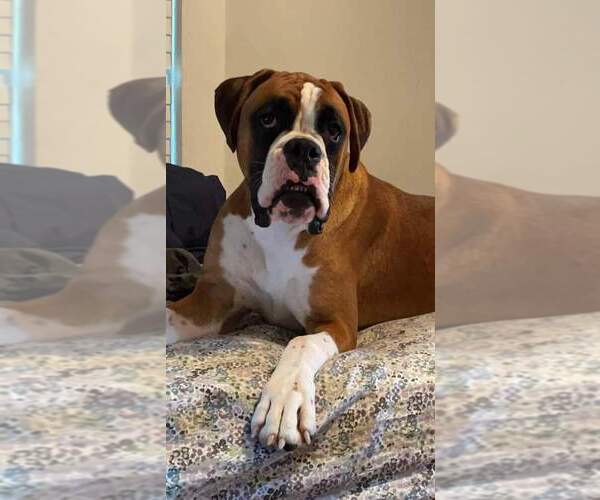 Medium Photo #2  Breeder Profile in WHITMAN, MA, USA