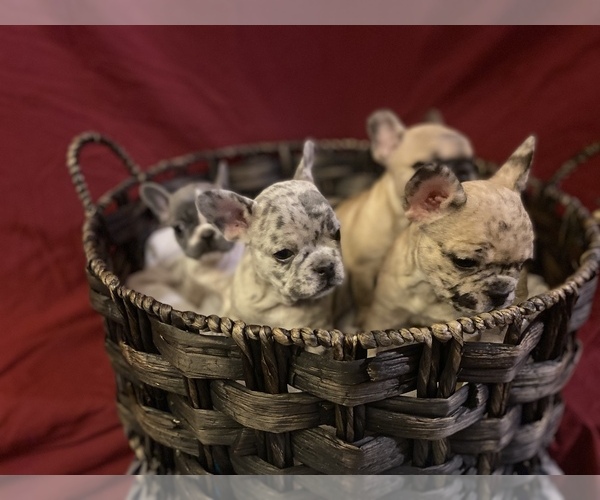 Medium Photo #1  Breeder Profile in LAKE ELSINORE, CA, USA