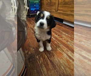 Miniature Bernedoodle Dog Breeder near MOUNTVILLE, PA, USA