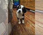 Small breeder photo