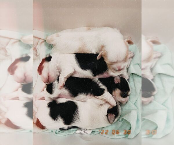 Medium Photo #1  Breeder Profile in SARASOTA, FL, USA