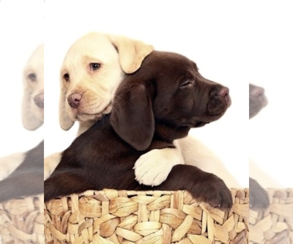 Medium Photo #1  Breeder Profile in GLADWIN, MI, USA