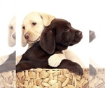 Small breeder photo