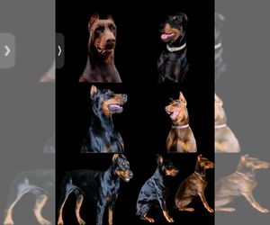 Doberman Pinscher Dog Breeder near SAN AUGUSTINE, TX, USA