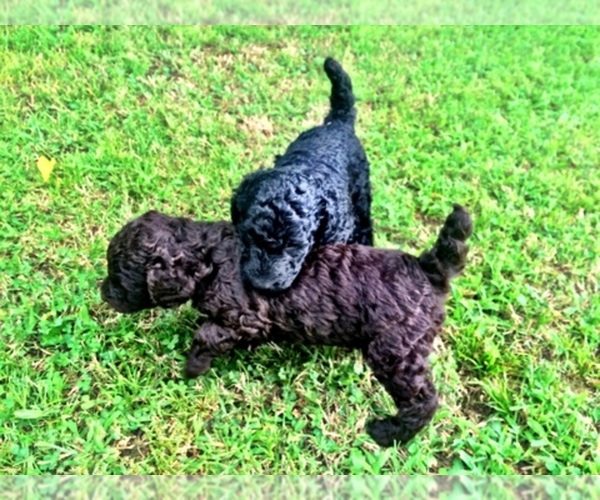 Medium Photo #1  Breeder Profile in WINTER PARK, FL, USA