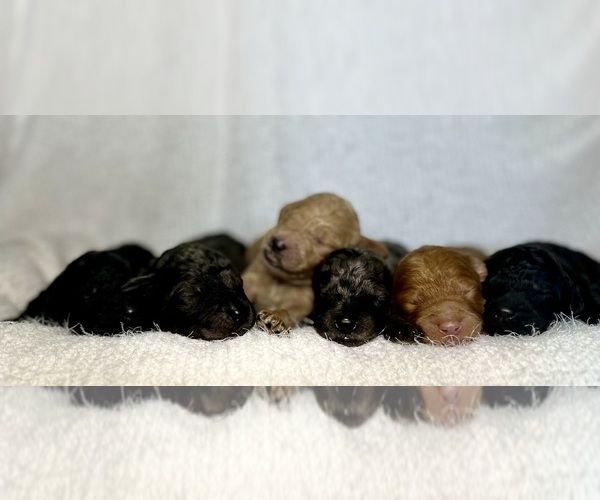 Medium Photo #32  Breeder Profile in POWELL, TN, USA