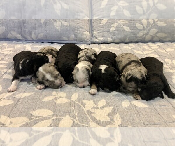 Medium Photo #1  Breeder Profile in LEWISBURG, PA, USA