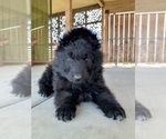 Small #169 Breeder Profile image