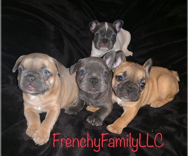 Medium Photo #1  Breeder Profile in DES MOINES, IA, USA