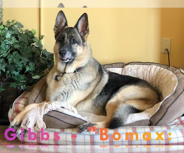 Medium Photo #28  Breeder Profile in NEWNAN, GA, USA