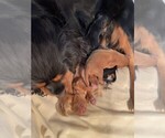 Small #9 Breeder Profile image