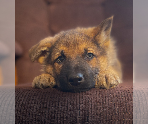 Medium Photo #12  Breeder Profile in WEST LAFAYETTE, OH, USA
