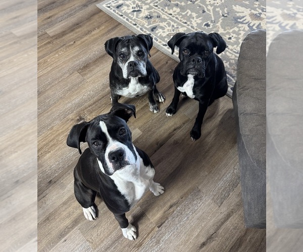 Medium Photo #9  Breeder Profile in WESTVILLE, OK, USA
