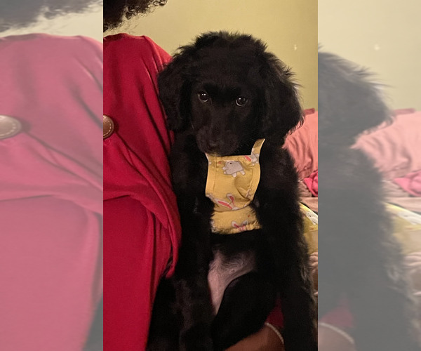 Medium Photo #1  Breeder Profile in MEMPHIS, TN, USA