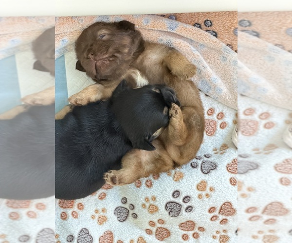 Medium Photo #8  Breeder Profile in TAMPA, FL, USA