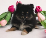 Small #1 Breeder Profile image