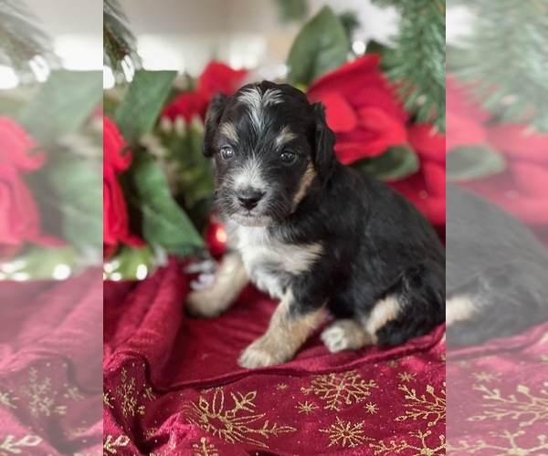 Medium Photo #7  Breeder Profile in DELTA, CO, USA