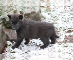 Small Photo #3  Breeder Profile in SAINT IGNATIUS, MT, USA
