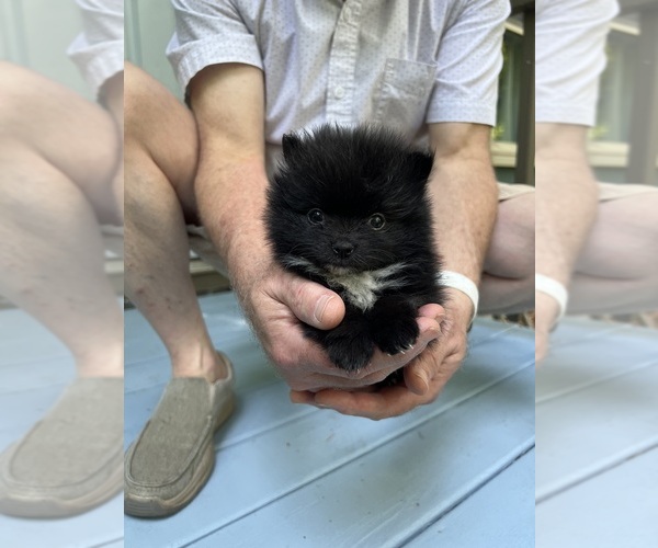 Medium Photo #1  Breeder Profile in WAKE FOREST, NC, USA