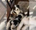 Small #4 Breeder Profile image