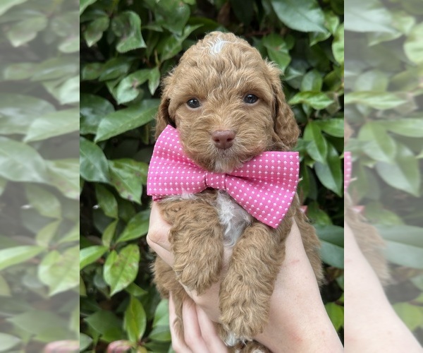 Medium Photo #62  Breeder Profile in BAKERSFIELD, CA, USA