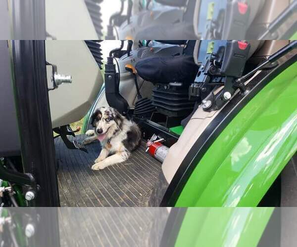 Medium Photo #17  Breeder Profile in DOTHAN, AL, USA