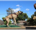 Small Photo #4  Breeder Profile in OAKLEY, CA, USA