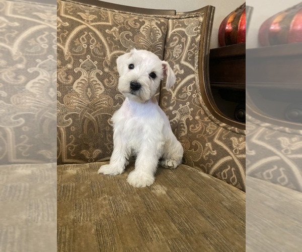 Medium Photo #1  Breeder Profile in THE ROCK, GA, USA