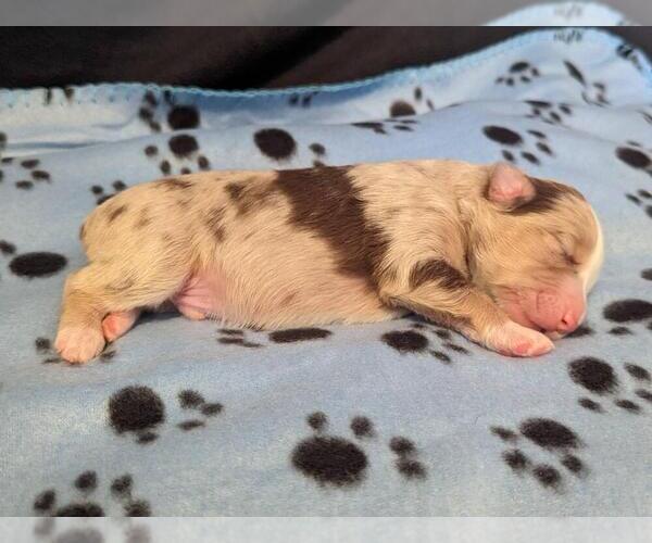 Medium Photo #9  Breeder Profile in MESA, AZ, USA