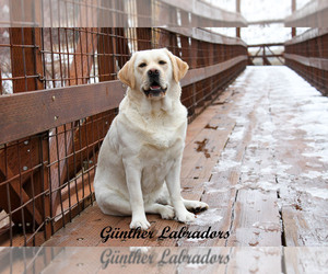 Labrador Retriever Dog Breeder near SPANISH FORK, UT, USA