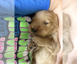 Golden Retriever Dog Breeder near ROCHESTER, MN, USA